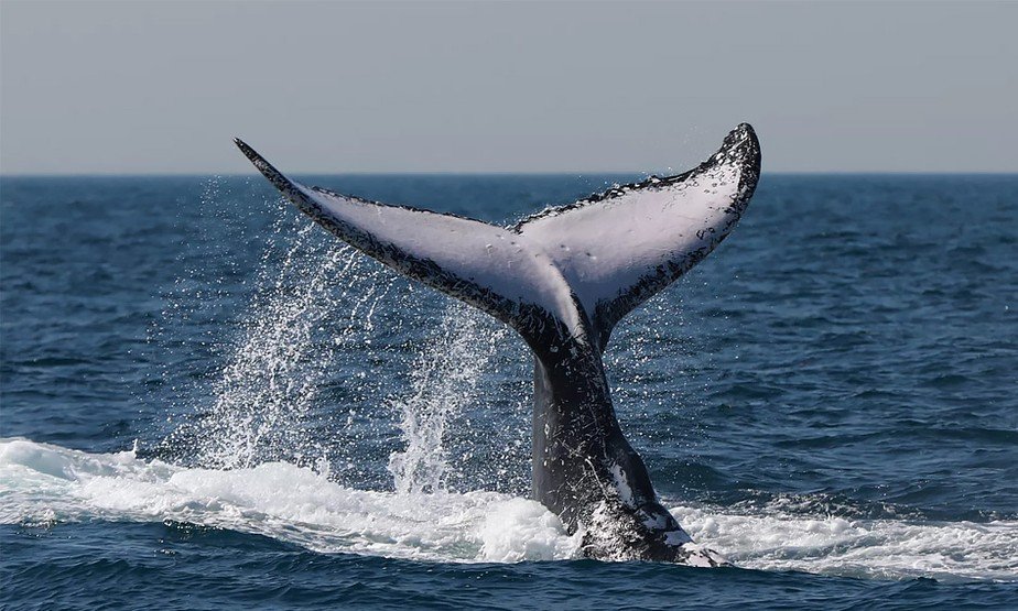 Antiga baleia acorda e saca US$3.45 milhões de Ethereum (ETH) da Binance