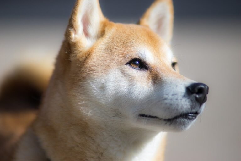 Shiba Inu: Shibarium pode ser a chave para o SHIB alcançar US$0.01?