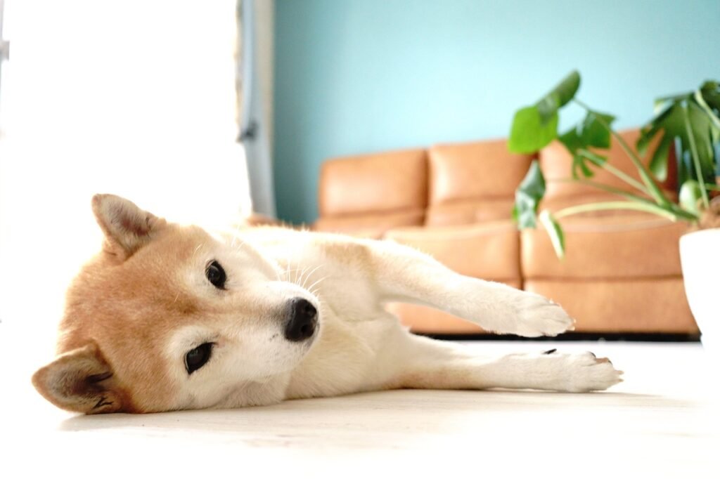 3 coisas que ajudarão a Shiba Inu (SHIB) a atingir US$0.01