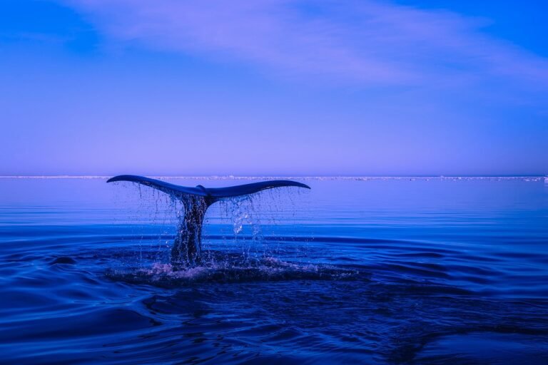 O que as baleias do Ethereum (ETH) estão fazendo antes da atualização da altcoin?