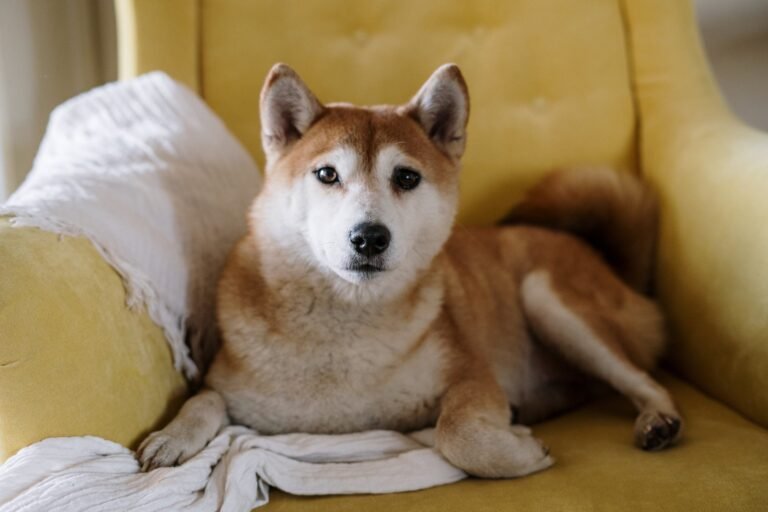 Binance suspende ordens de mercado para Shiba Inu (SHIB), Floki Inu (FLOKI) e Pepe Coin (PEPE)