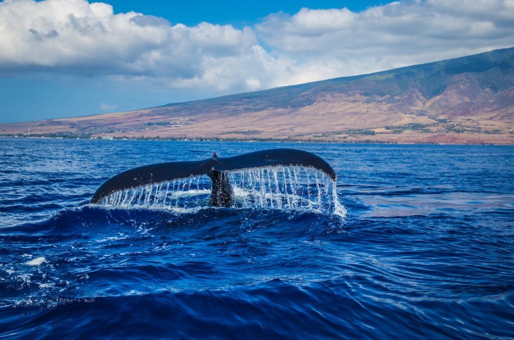 Quais altcoins as baleias estão acumulando?