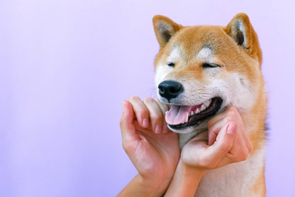 Shiba Inu (SHIB) vê seu TVL disparar 120%