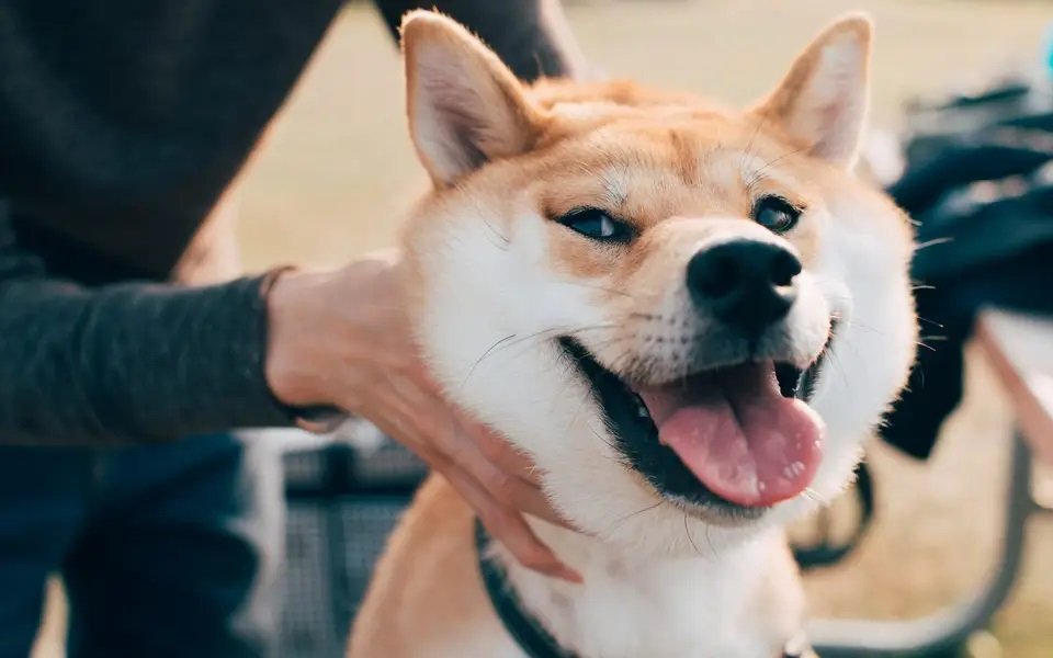 Shiba Inu prepara salto de com testes da Shibarium Beta Bridge