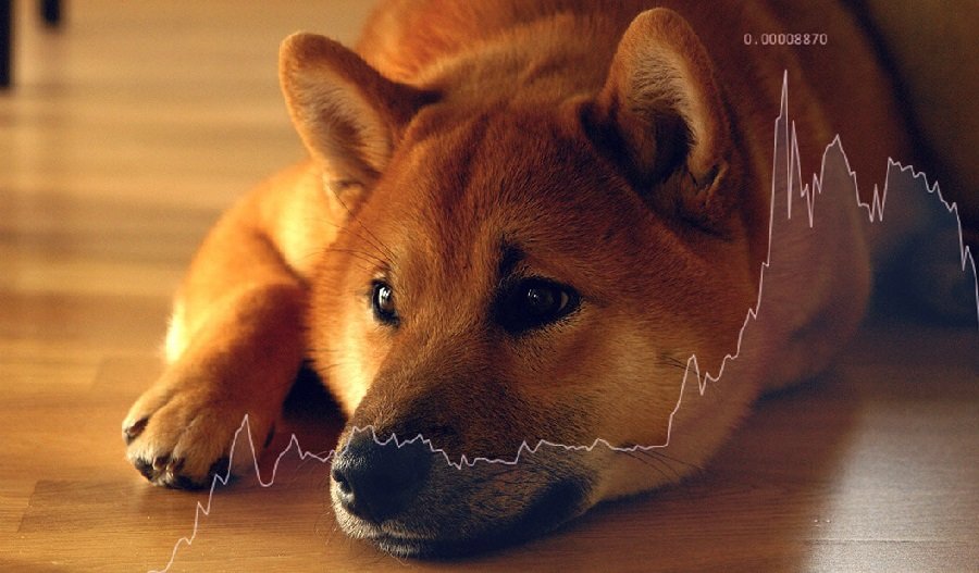 SHIB mostra sinais de estabilizacao apos queda