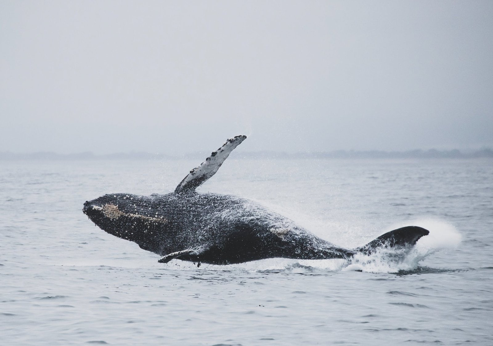 Cardano (ADA) vê aumento nas transações de baleias e no preço - Bolha Crypto