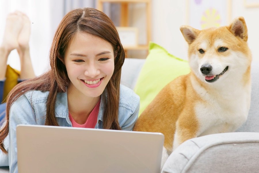 Shiba Inu (SHIB) explica casos de uso do projeto