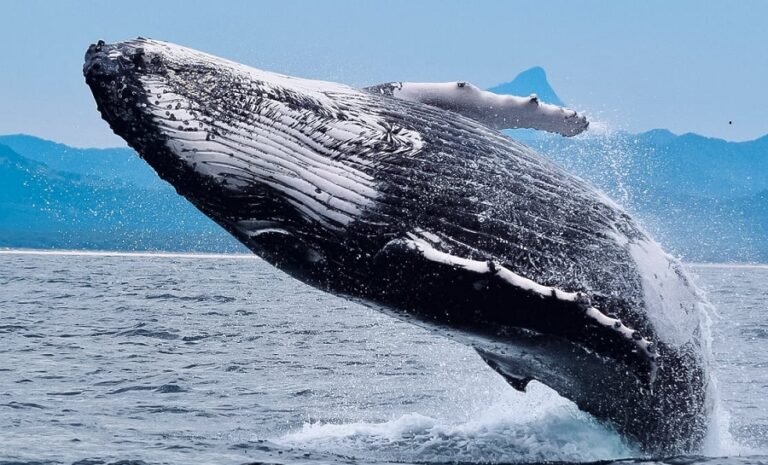 Plataforma de dados on-chain identifica grande atividade de baleias no PERP