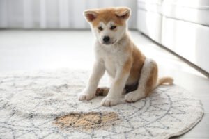 Shiba Inu afunda 35% em 2025; o que está acontecendo?