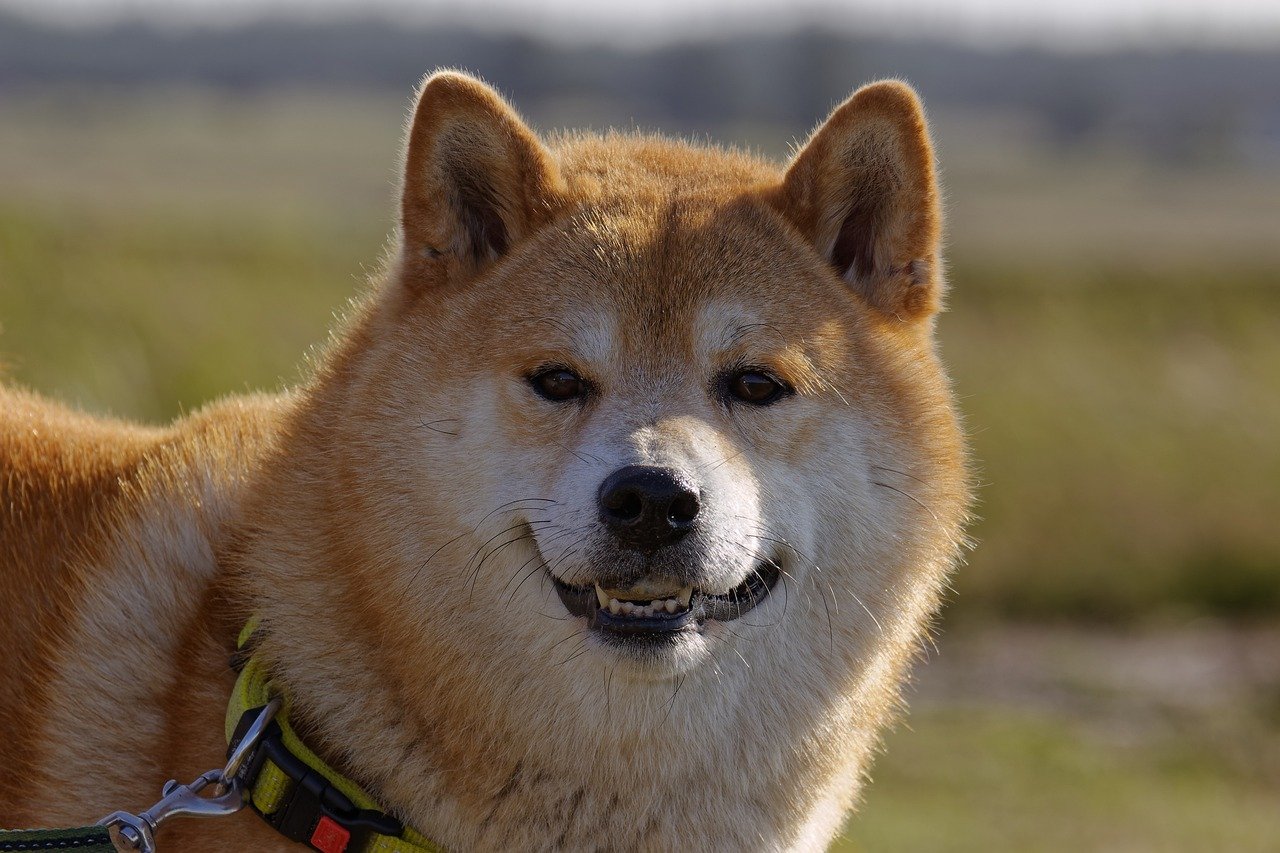 Analista: Dogecoin (DOGE) pode chegar a US$1 - Bolha Crypto