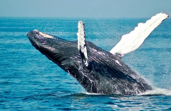 Baleias bilionarias Ethereum ($ETH) controlam mais de 32% da oferta circulante