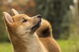 Analista cripto projeta Dogecoin com alta de 2.600%