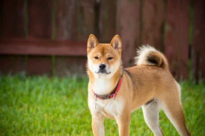 Dogecoin (DOGE) atinge novo recorde de transações. Saiba por que isso é um problema