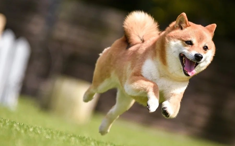 Analista afirma que Dogecoin (DOGE) pode subir 2.500%