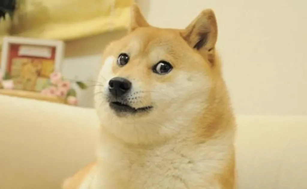 Morre Kabosu, cachorro que inspirou Dogecoin (DOGE)