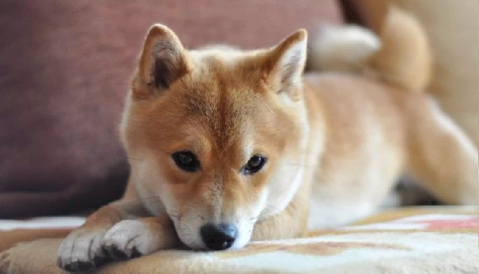 Dogecoin (DOGE) "tomba" com saída de grandes investidores