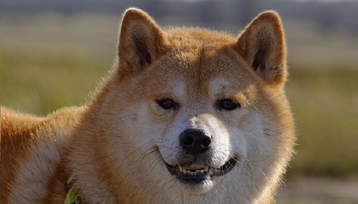 Shiba Inu (SHIB) pode disparar 30%?