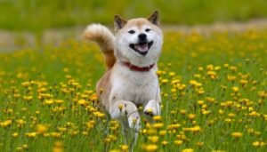 Shiba Inu dispara e atinge maior patamar em 2 meses