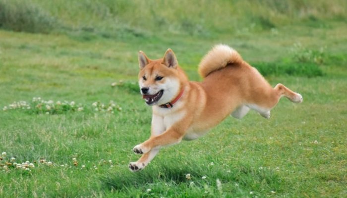 Shiba Inu dispara 22% em 24h