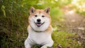 Shiba Inu (SHIB) pode ter alta de 400% nos próximos meses