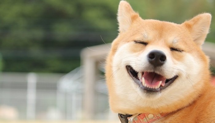 Shiba Inu dispara e se destaca no mercado cripto hoje