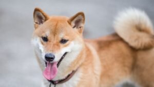 Shiba Inu pode alcançar US$ 0,01 até 2025?