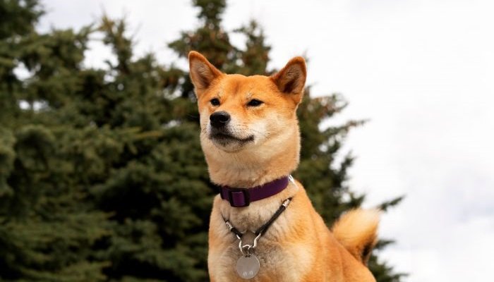 Dogecoin pode atingir US$ 18 em novo ciclo? veja os atuais indicadores